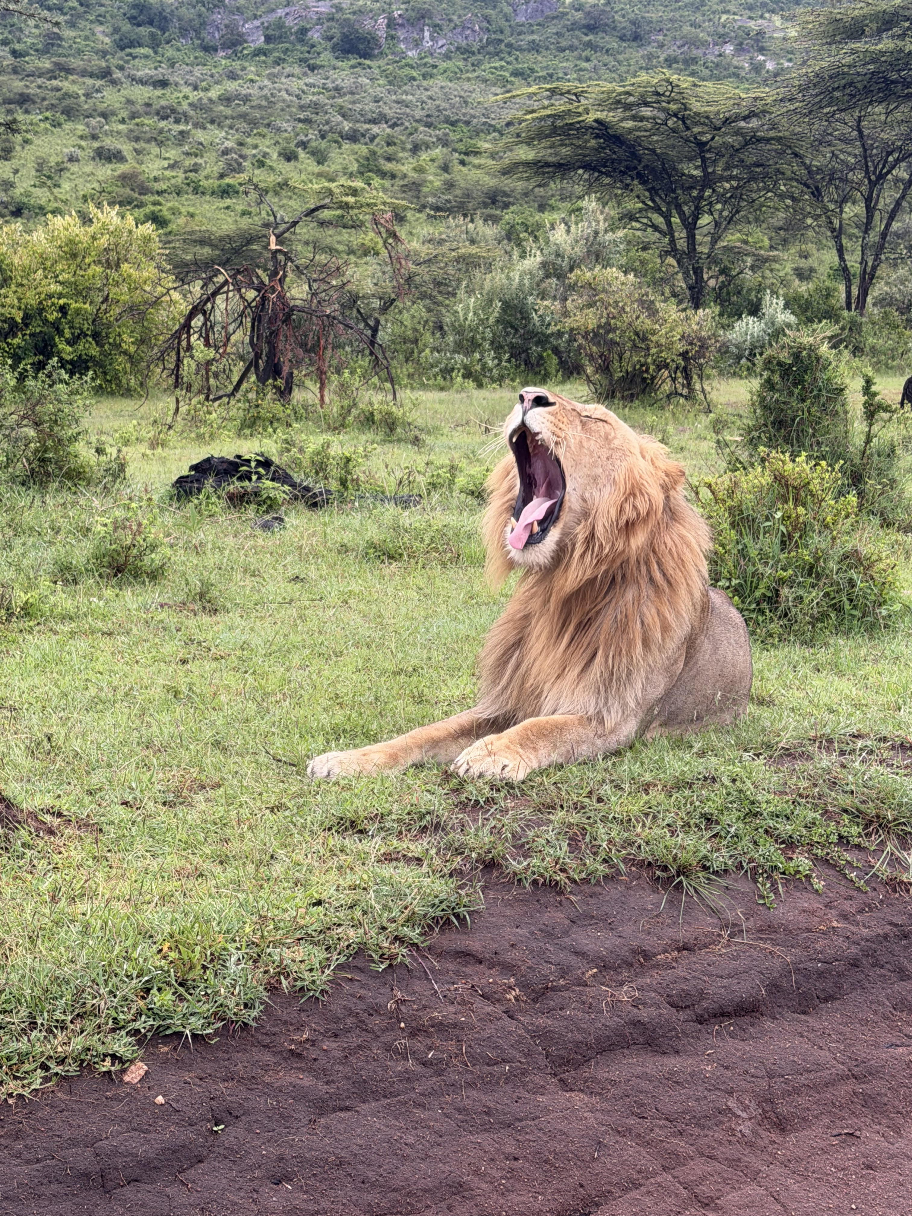 Lion — Maasai Mara